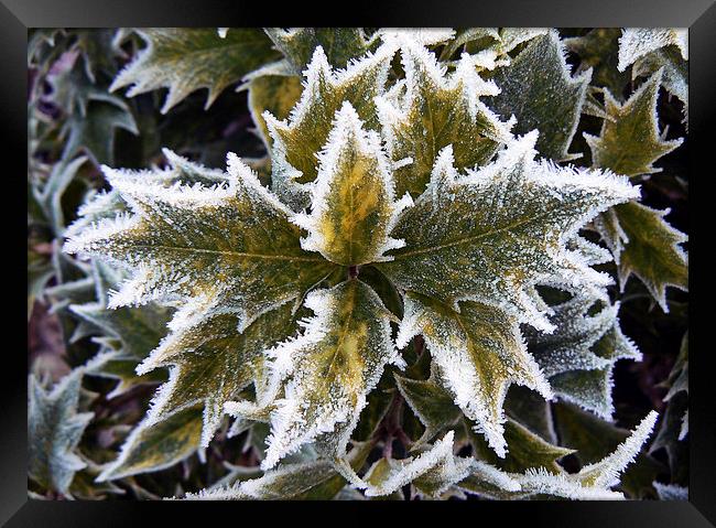  Frosted Holly Leaves Framed Print by Ian Duffield