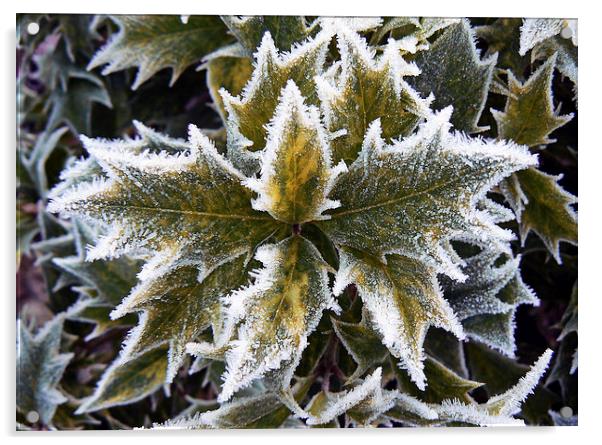  Frosted Holly Leaves Acrylic by Ian Duffield