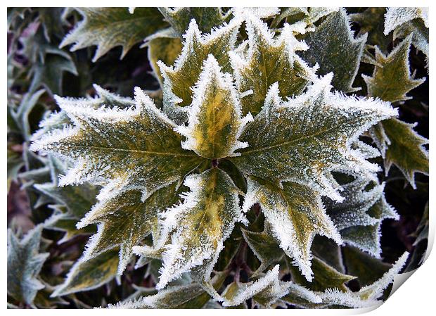  Frosted Holly Leaves Print by Ian Duffield