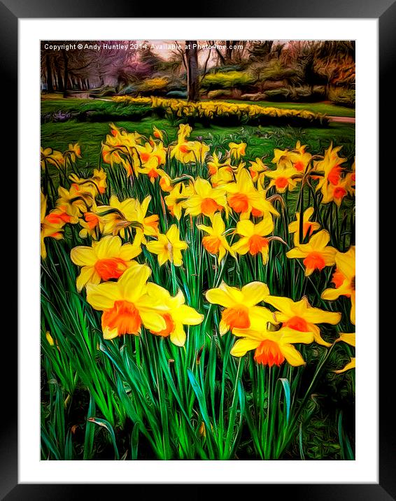  Dafoodils in Bloom Framed Mounted Print by Andy Huntley