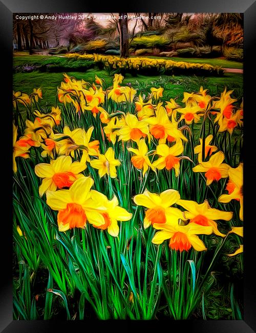  Dafoodils in Bloom Framed Print by Andy Huntley