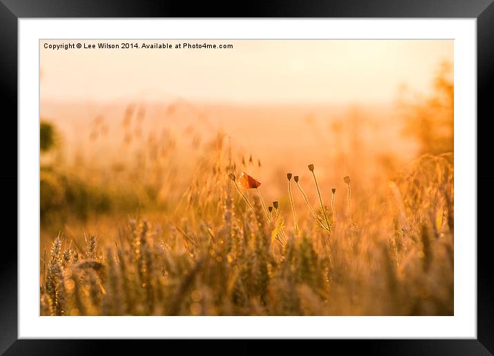  Poppy at Sunset Framed Mounted Print by Lee Wilson