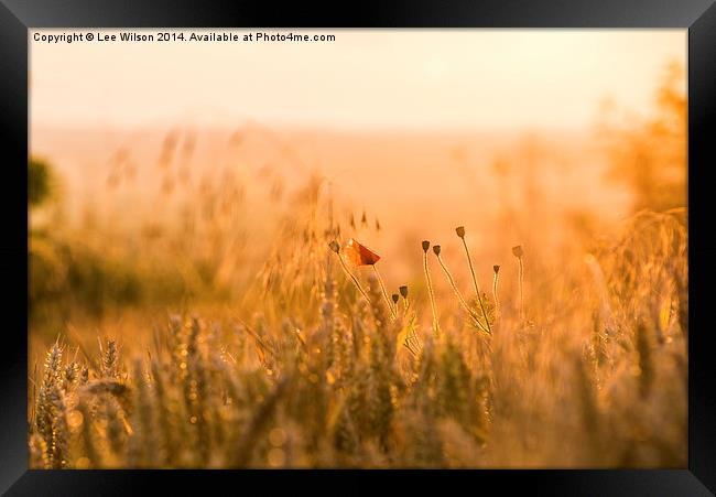  Poppy at Sunset Framed Print by Lee Wilson
