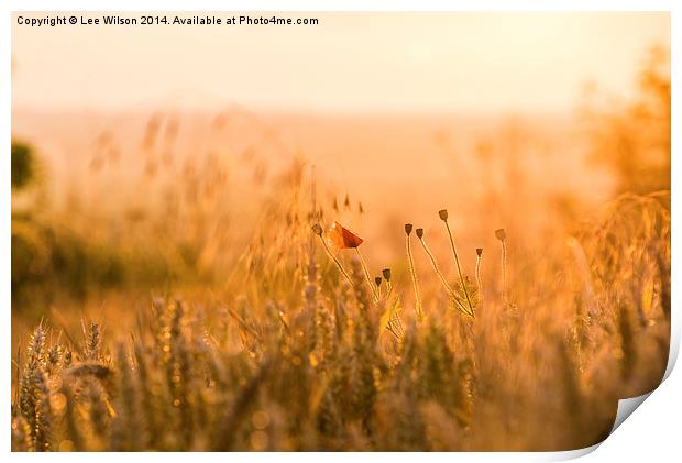  Poppy at Sunset Print by Lee Wilson