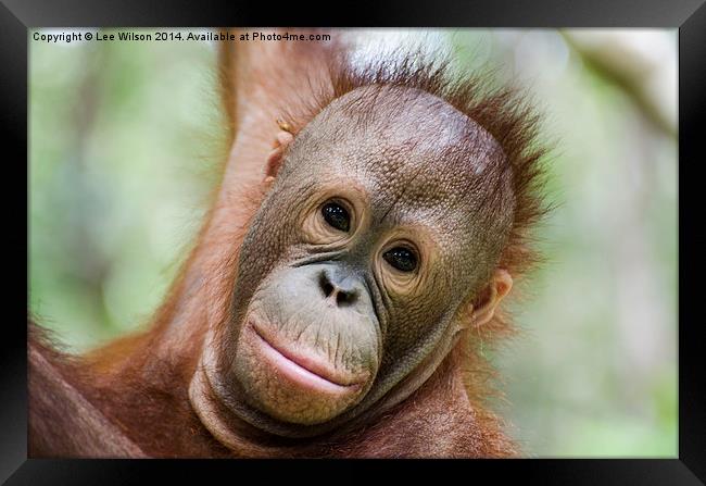 Baby Orangutan, Itinban Framed Print by Lee Wilson