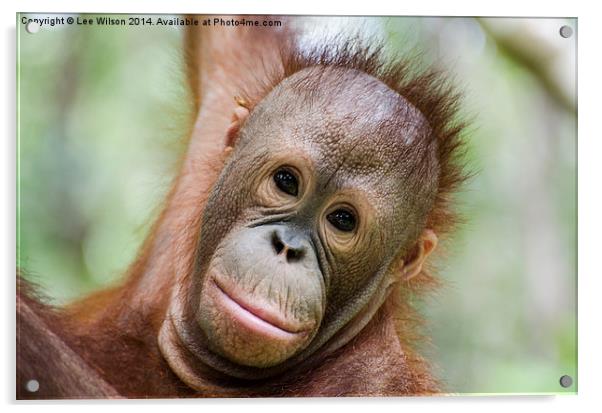 Baby Orangutan, Itinban Acrylic by Lee Wilson