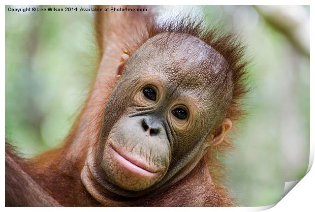 Baby Orangutan, Itinban Print by Lee Wilson