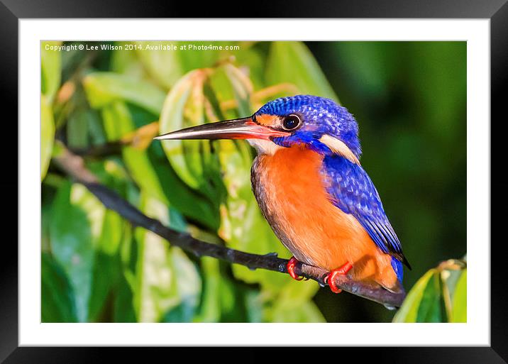  Blue Eared Kingfisher Framed Mounted Print by Lee Wilson