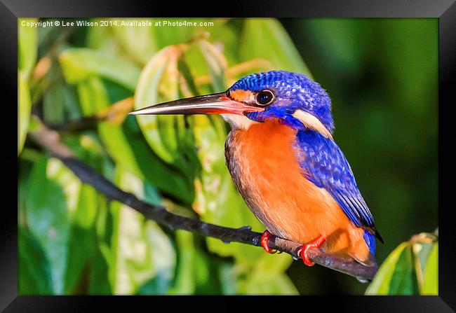  Blue Eared Kingfisher Framed Print by Lee Wilson