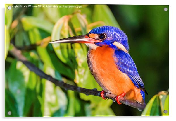  Blue Eared Kingfisher Acrylic by Lee Wilson
