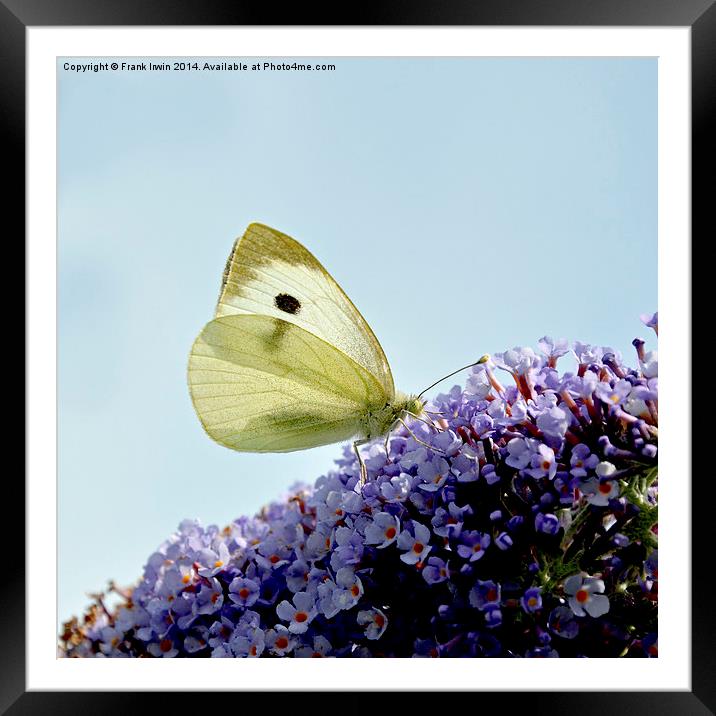  The ‘small white’ butterfly Framed Mounted Print by Frank Irwin