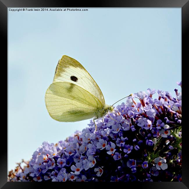  The ‘small white’ butterfly Framed Print by Frank Irwin
