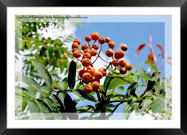  Orange Rowan (Mountain Ash) berries Framed Mounted Print by Frank Irwin
