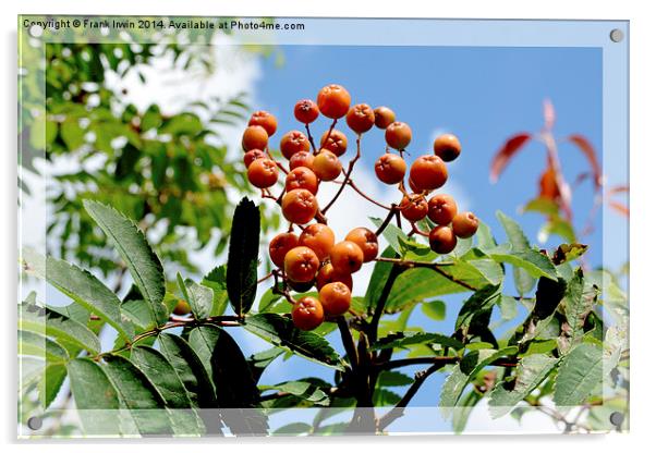  Orange Rowan (Mountain Ash) berries Acrylic by Frank Irwin