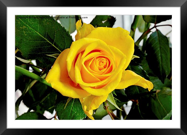  Beautiful Yellow Hybrid Tea rose Framed Mounted Print by Frank Irwin