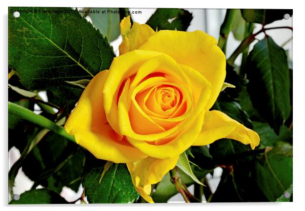  Beautiful Yellow Hybrid Tea rose Acrylic by Frank Irwin