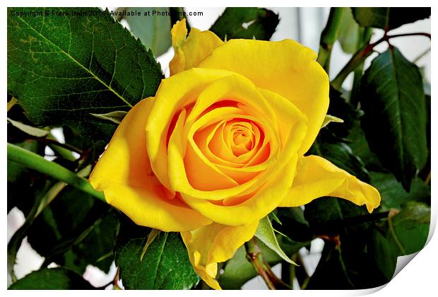  Beautiful Yellow Hybrid Tea rose Print by Frank Irwin