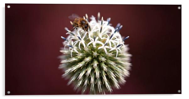 Honey bee Acrylic by Mark Harrop