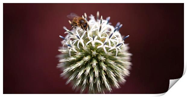 Honey bee Print by Mark Harrop