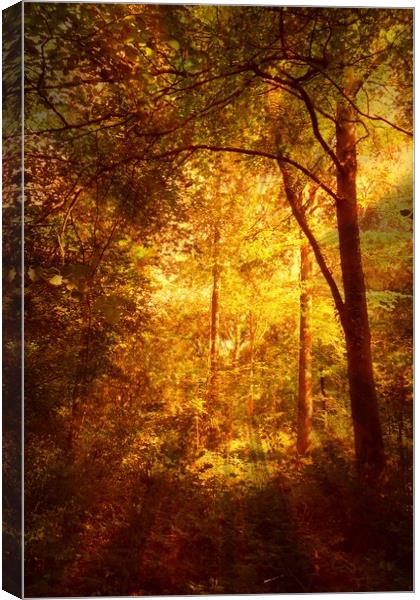  Deep Woods. Canvas Print by Heather Goodwin