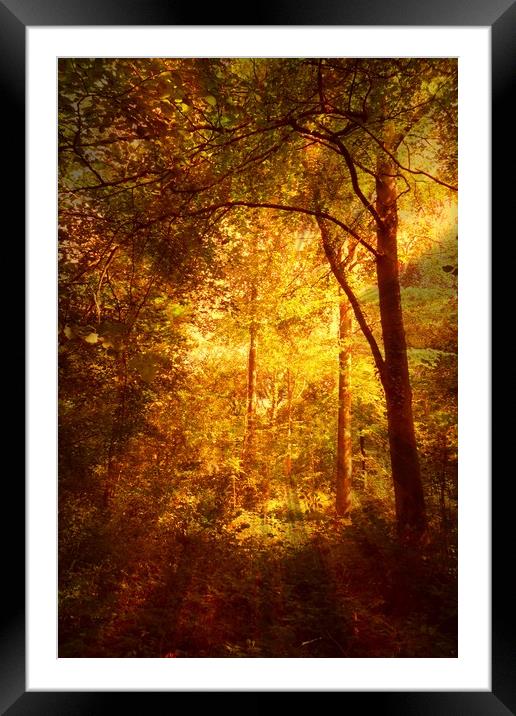  Deep Woods. Framed Mounted Print by Heather Goodwin