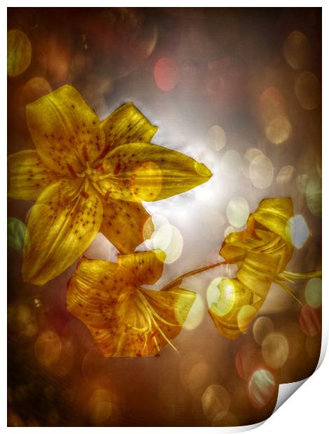  Tiger Lilies - Lilium. Print by Heather Goodwin