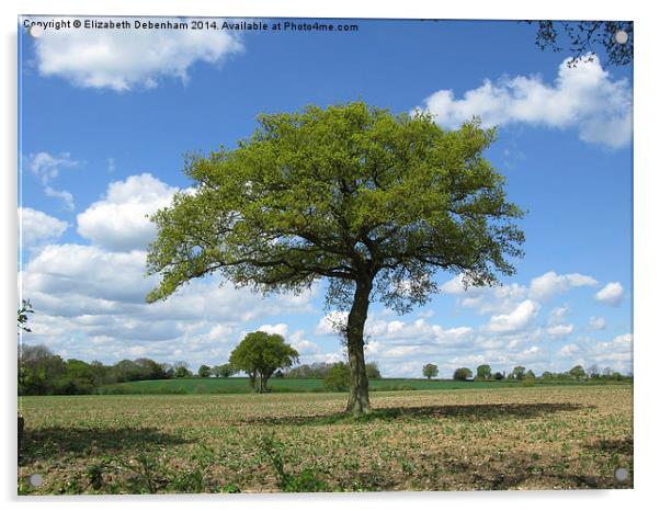  Single Oak tree on farmland in spring. Acrylic by Elizabeth Debenham