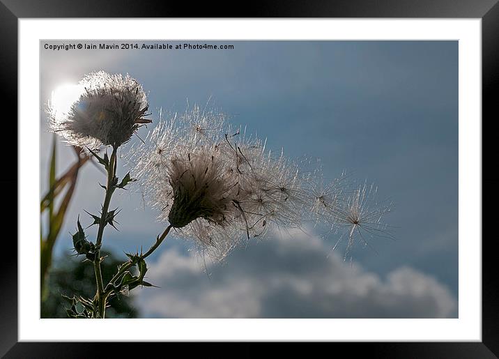  Blowing in the wind Framed Mounted Print by Iain Mavin