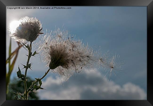  Blowing in the wind Framed Print by Iain Mavin