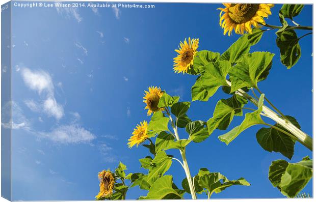  Sunflowers Canvas Print by Lee Wilson