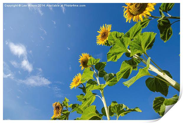  Sunflowers Print by Lee Wilson