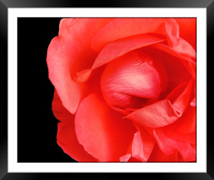 Beauty Stands Alone Framed Mounted Print by Jean Scott