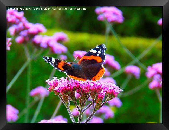 Bright Red Admiral! Framed Print by Eleanor McCabe