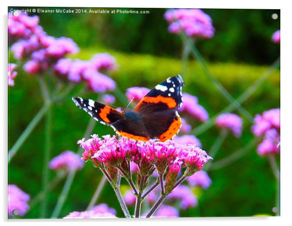  Bright Red Admiral! Acrylic by Eleanor McCabe