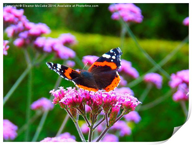  Bright Red Admiral! Print by Eleanor McCabe