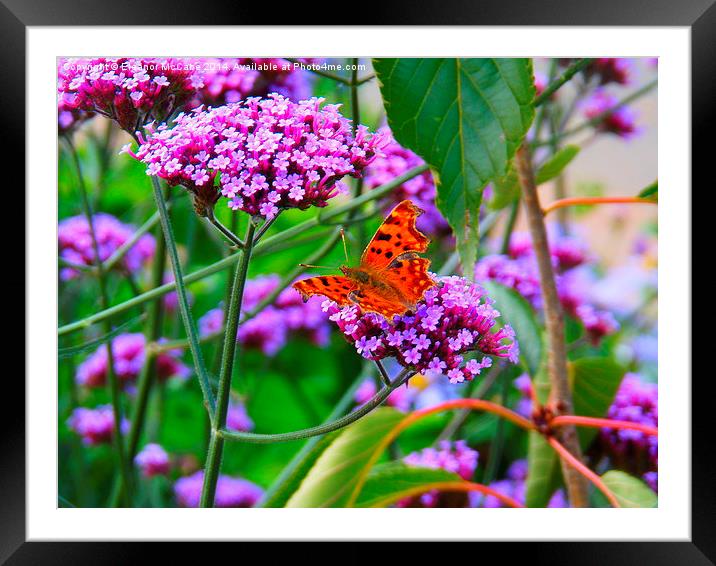  Fire Orange Comma Butterfly Framed Mounted Print by Eleanor McCabe