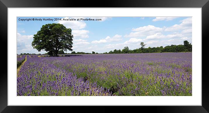  Lavender Field Framed Mounted Print by Andy Huntley