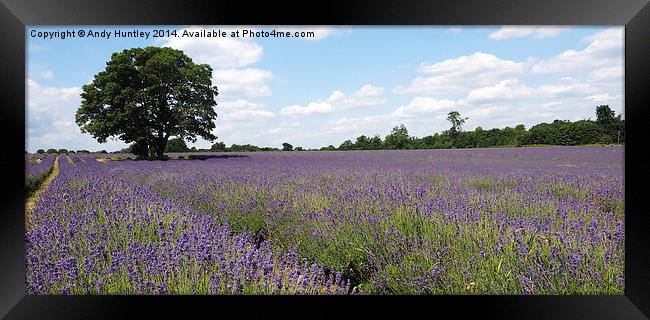  Lavender Field Framed Print by Andy Huntley