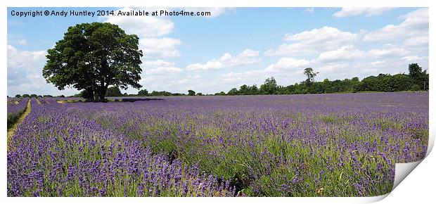  Lavender Field Print by Andy Huntley