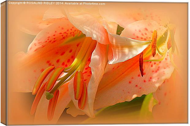 LILY DUO  Canvas Print by ROS RIDLEY