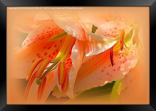LILY DUO  Framed Print by ROS RIDLEY