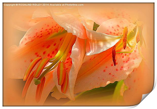 LILY DUO  Print by ROS RIDLEY