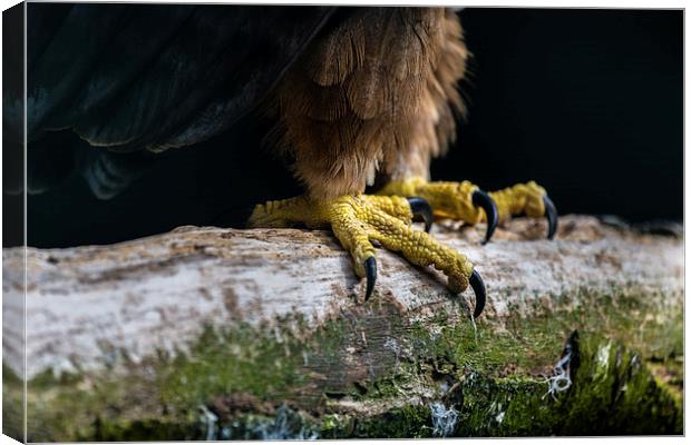  Talons of a African Tawny Eagle Canvas Print by Andy McGarry