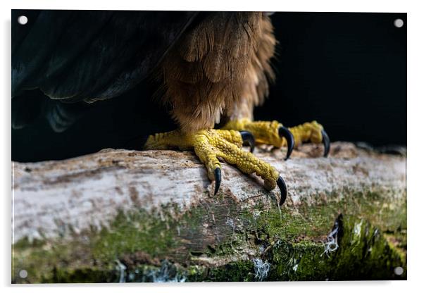  Talons of a African Tawny Eagle Acrylic by Andy McGarry