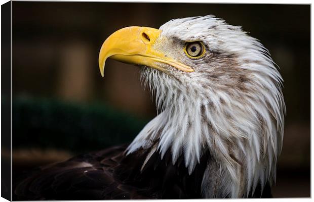  American Bald Eagle Portrait Canvas Print by Andy McGarry