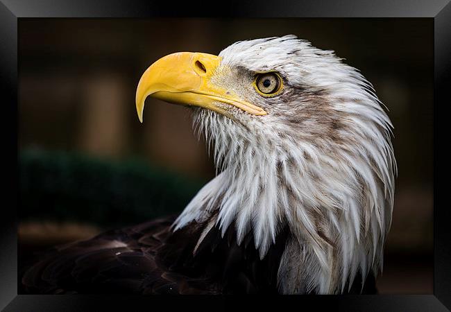  American Bald Eagle Portrait Framed Print by Andy McGarry