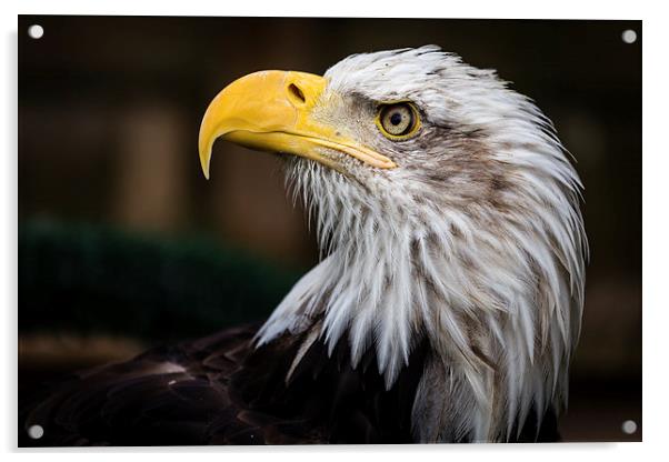  American Bald Eagle Portrait Acrylic by Andy McGarry