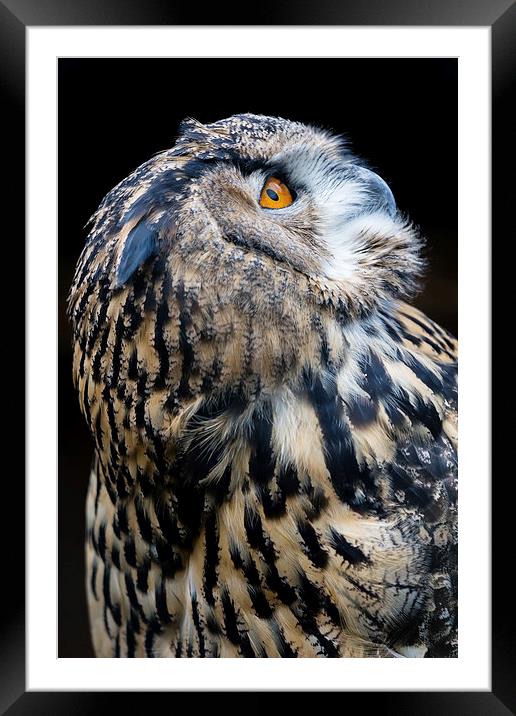  European Eagle Owl Portrait Framed Mounted Print by Andy McGarry