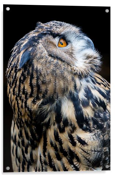  European Eagle Owl Portrait Acrylic by Andy McGarry