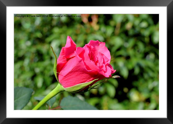  Beautiful red Hybrid Tea rose Framed Mounted Print by Frank Irwin